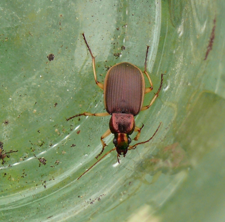 Carabidae:  Chlaenius velutinus auricollis