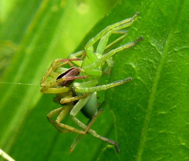 Accoppiamento Micrommata ligurina - Nulvi (SS)