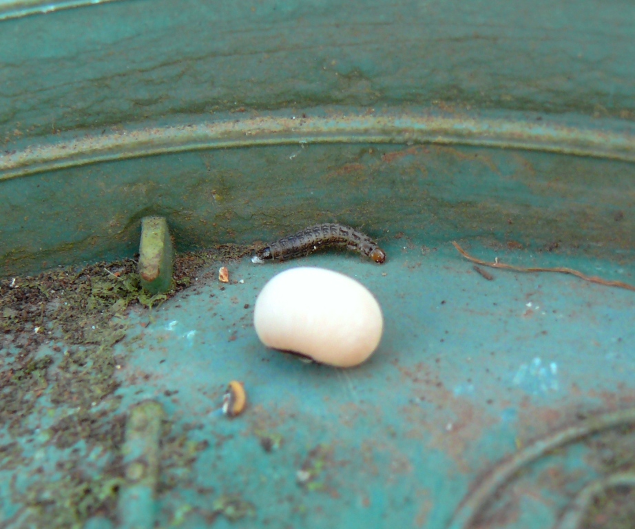 Larva  da identificare