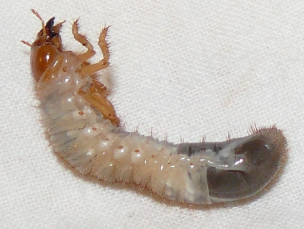 Rhizotrogus genei? Larva melolontoide da identificare