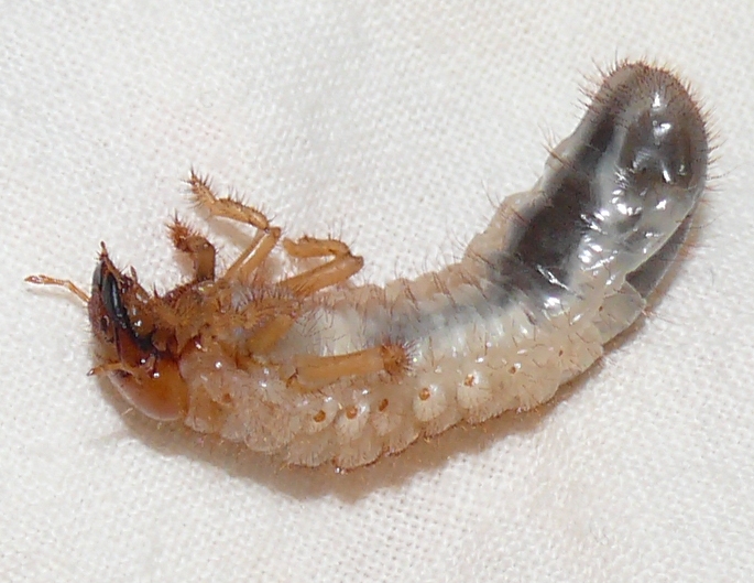 Rhizotrogus genei? Larva melolontoide da identificare