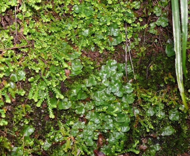 Selaginella denticulata / Selaginella denticolata