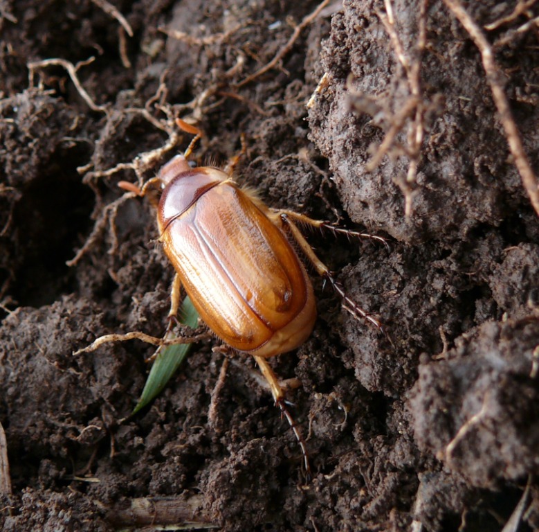 Rhizotrogus genei? Larva melolontoide da identificare