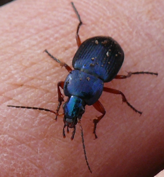 Dinodes decipiens, Carabidae