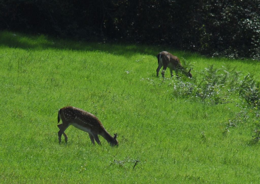 Please id e eventuale sesso