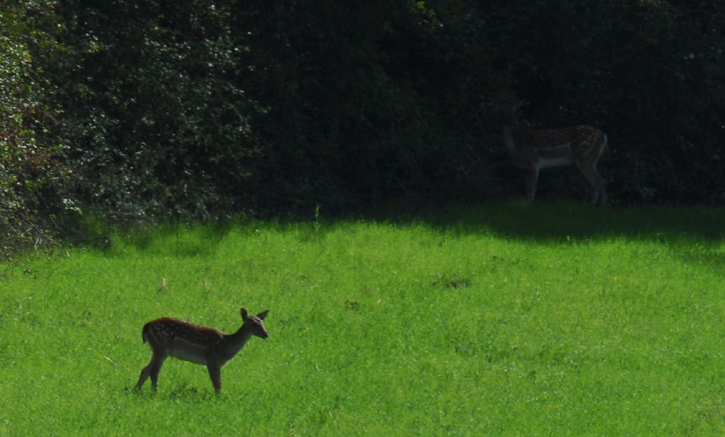 Please id e eventuale sesso