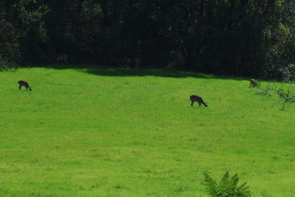 Please id e eventuale sesso