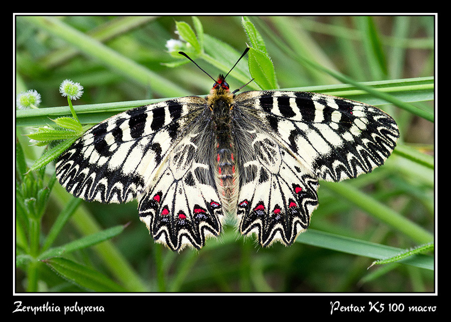 Zerynthia polyxena