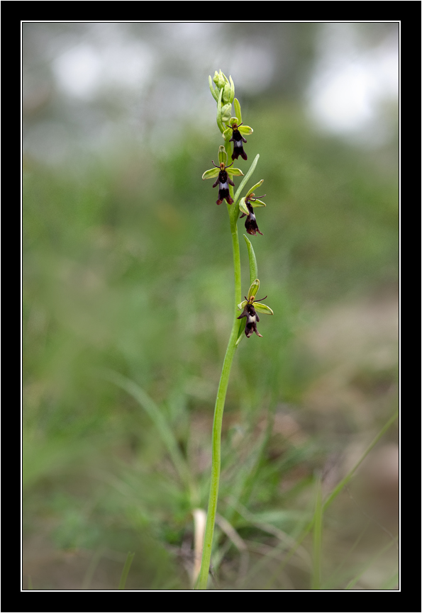 Ophrys insectifera