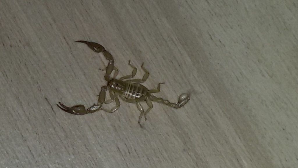 Scorpione in casa