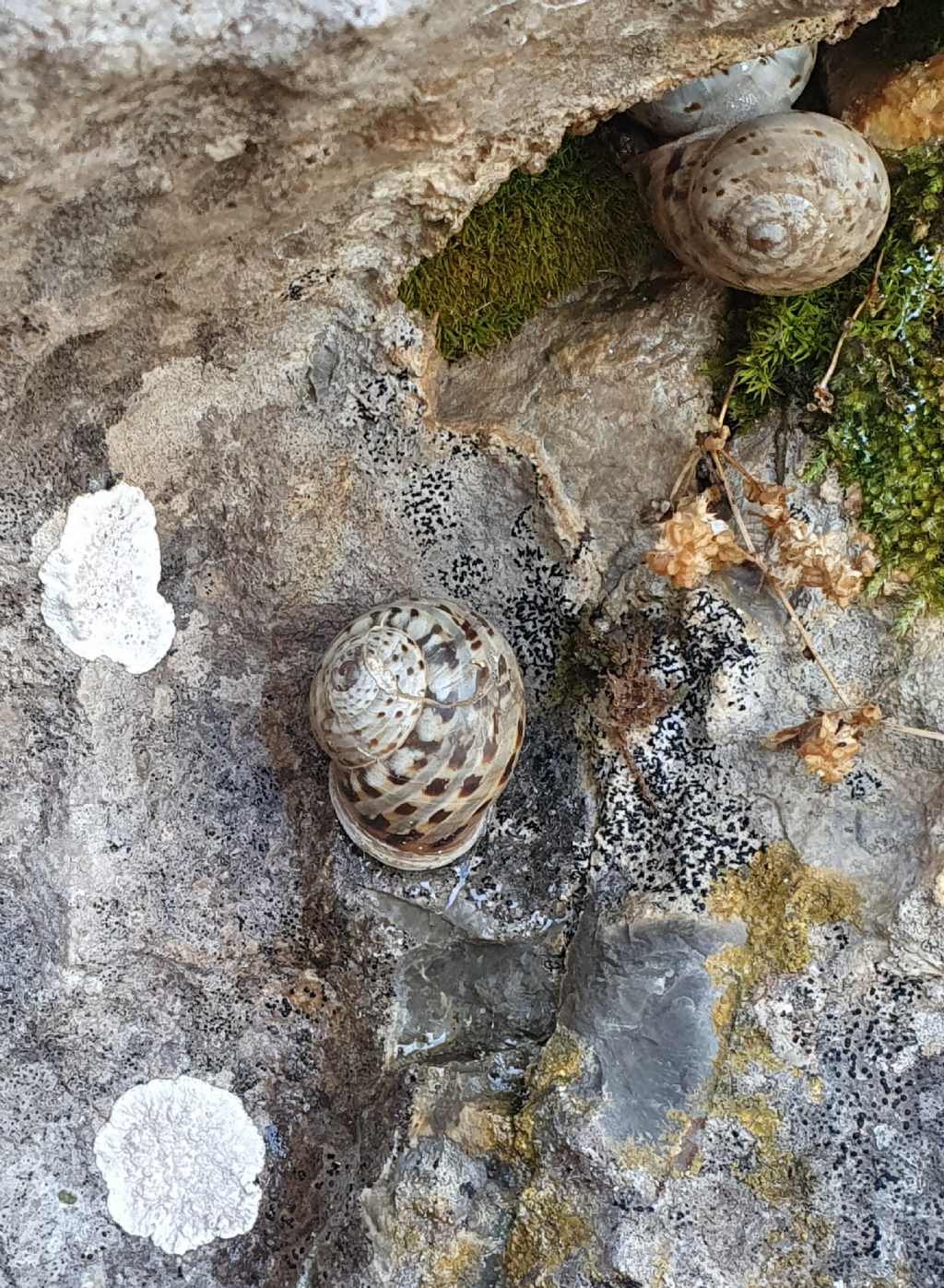 Allognathus graellsianus, Sierra de Tramontana (Maiorca)