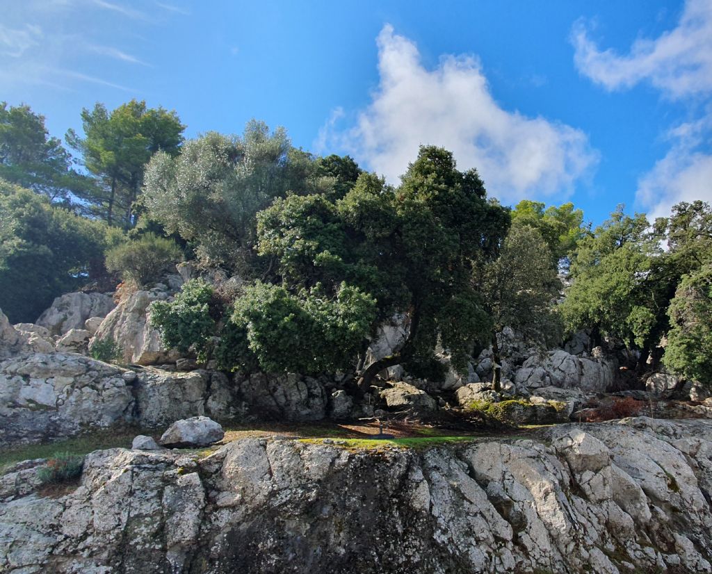 Allognathus graellsianus, Sierra de Tramontana (Maiorca)