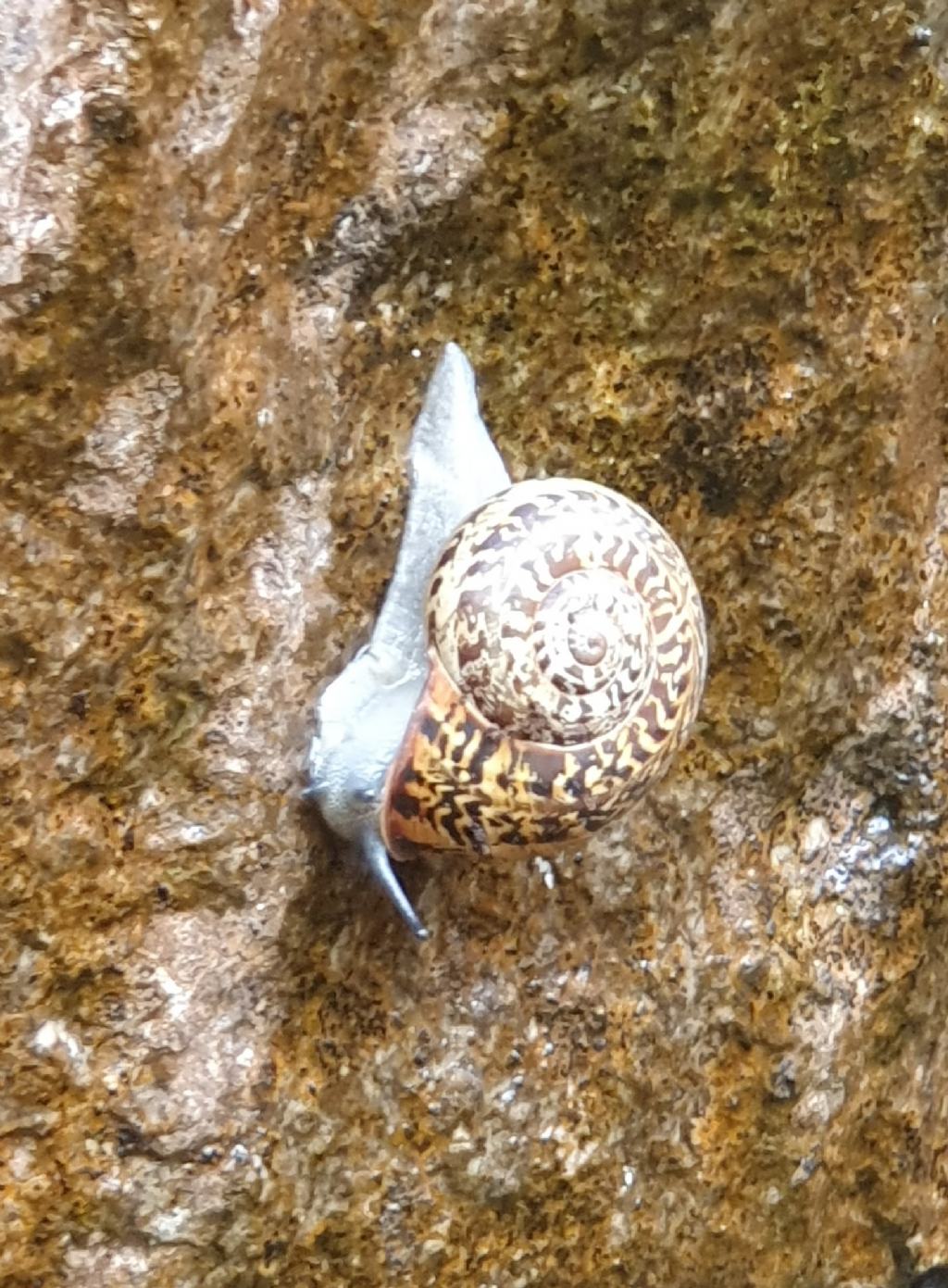 Allognathus hispanicus, Sierra de Tramontana (Maiorca)