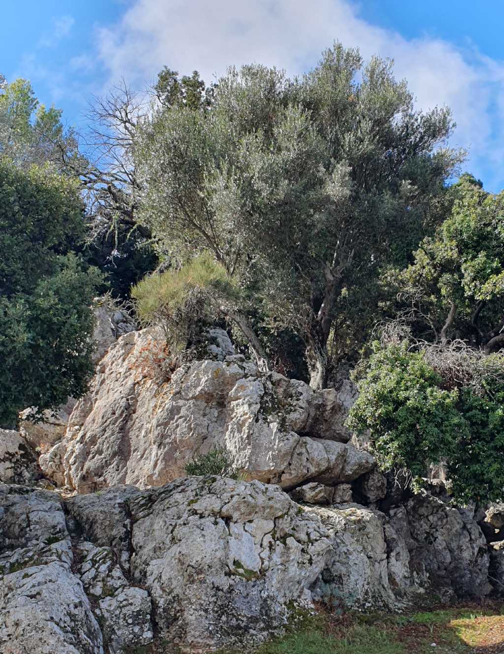 Allognathus hispanicus, Sierra de Tramontana (Maiorca)