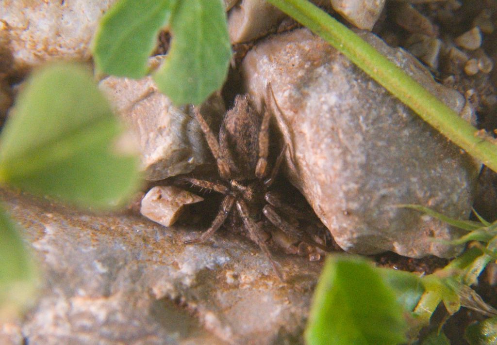 Nomisia sp. - Capo Gallo (PA)