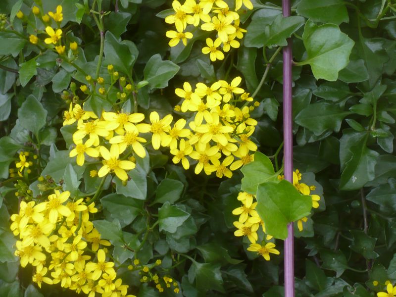 Senecio angulatus / Senecione angolato