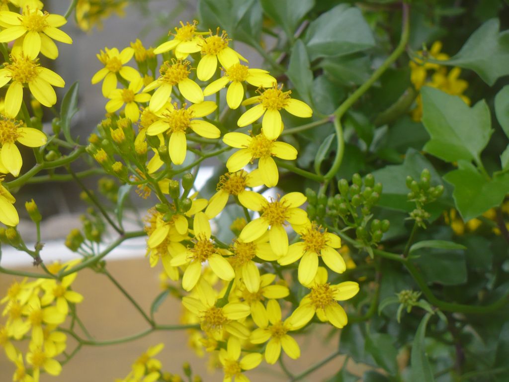 Senecio angulatus / Senecione angolato