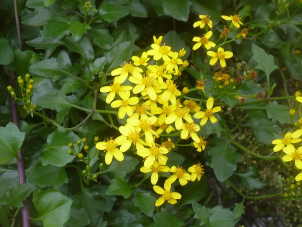 Senecio angulatus / Senecione angolato