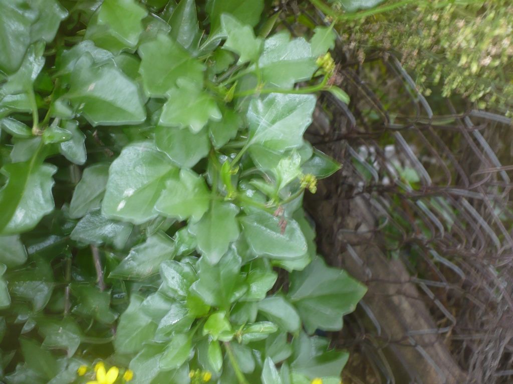 Senecio angulatus / Senecione angolato