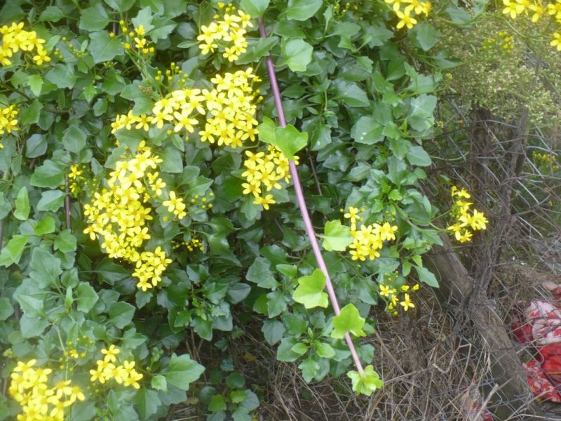 Senecio angulatus / Senecione angolato