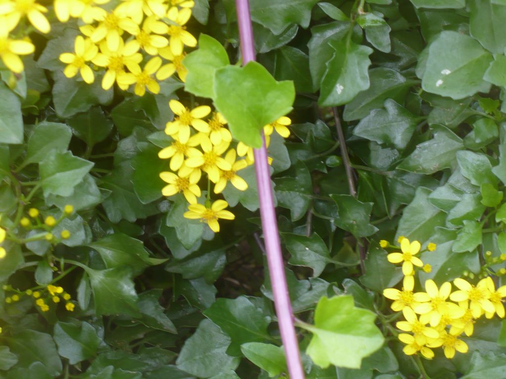 Senecio angulatus / Senecione angolato