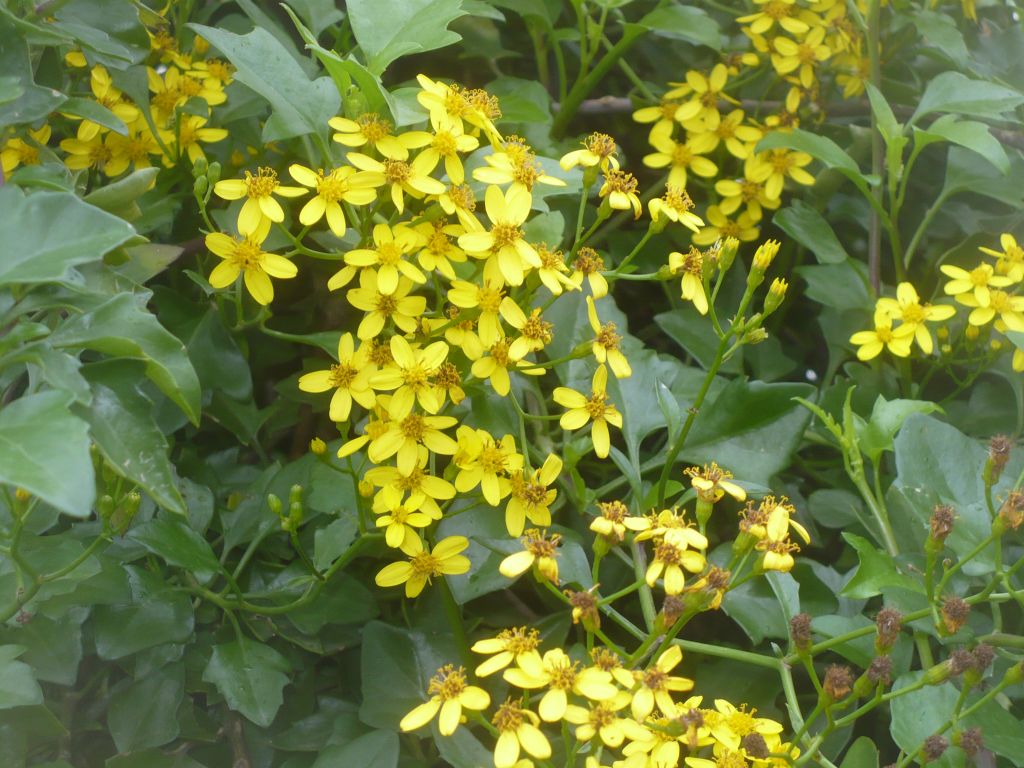 Senecio angulatus / Senecione angolato