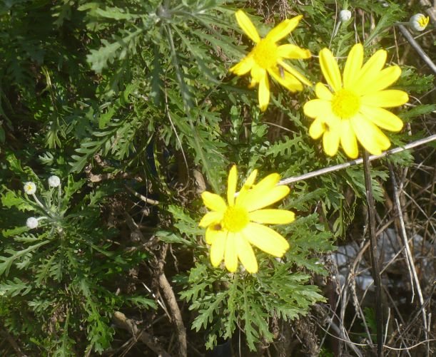 forse Hyoseris radiata ? No, Euryops pectinatus (Asteraceae)