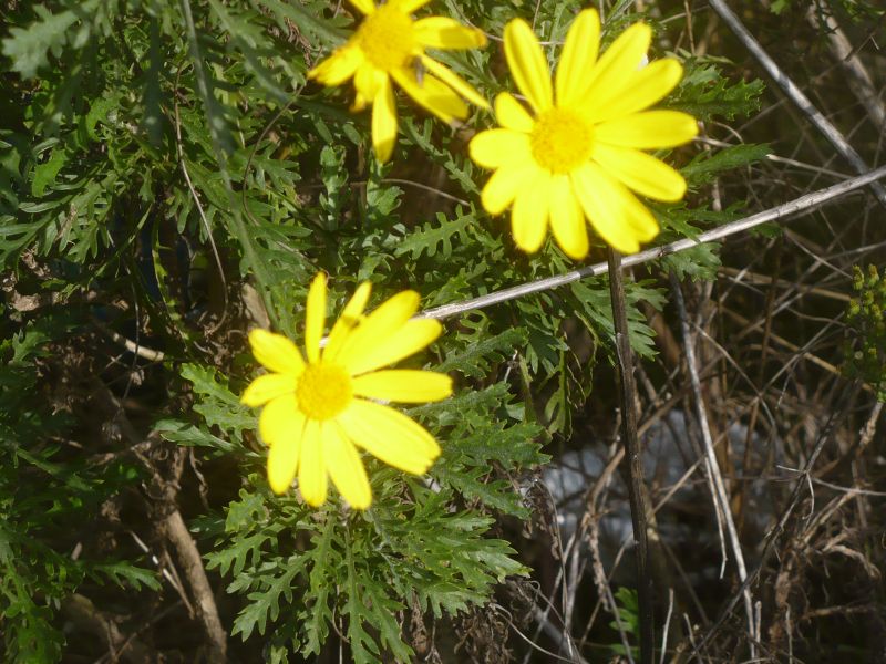 forse Hyoseris radiata ? No, Euryops pectinatus (Asteraceae)