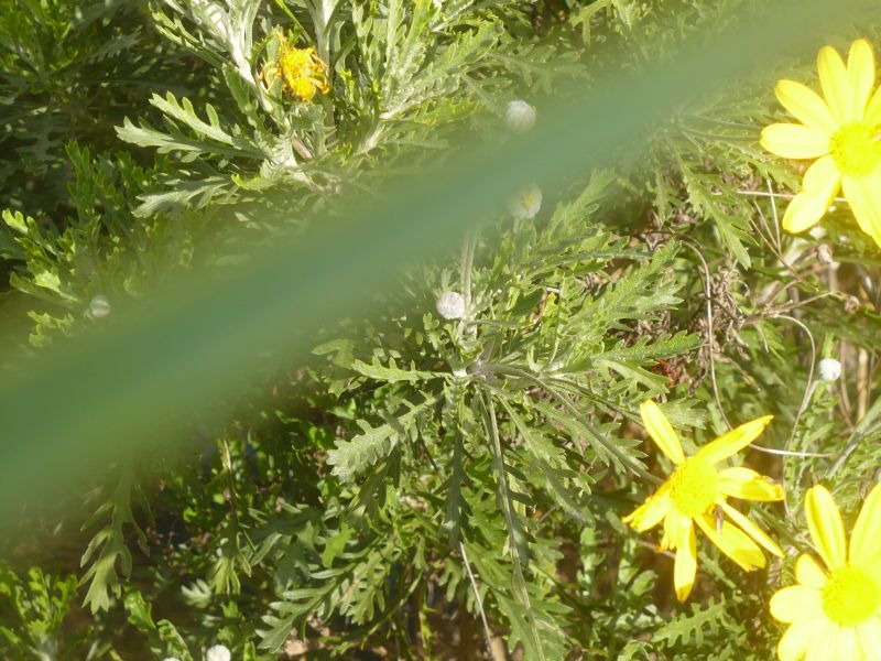 forse Hyoseris radiata ? No, Euryops pectinatus (Asteraceae)