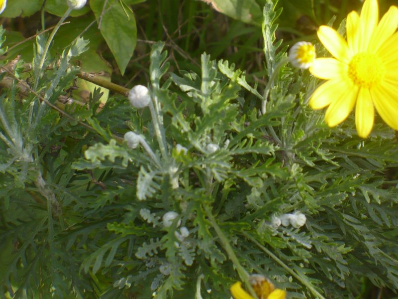 forse Hyoseris radiata ? No, Euryops pectinatus (Asteraceae)