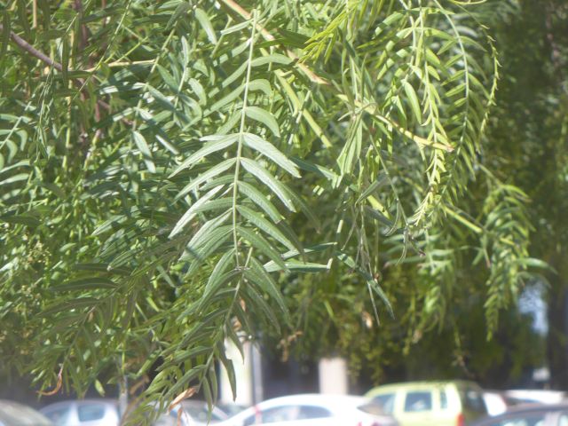 Schinus molle / Falso pepe  (Anacardiaceae)
