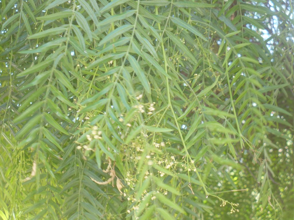 Schinus molle / Falso pepe  (Anacardiaceae)