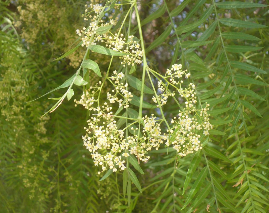 Schinus molle / Falso pepe  (Anacardiaceae)