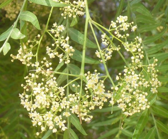 Schinus molle / Falso pepe  (Anacardiaceae)