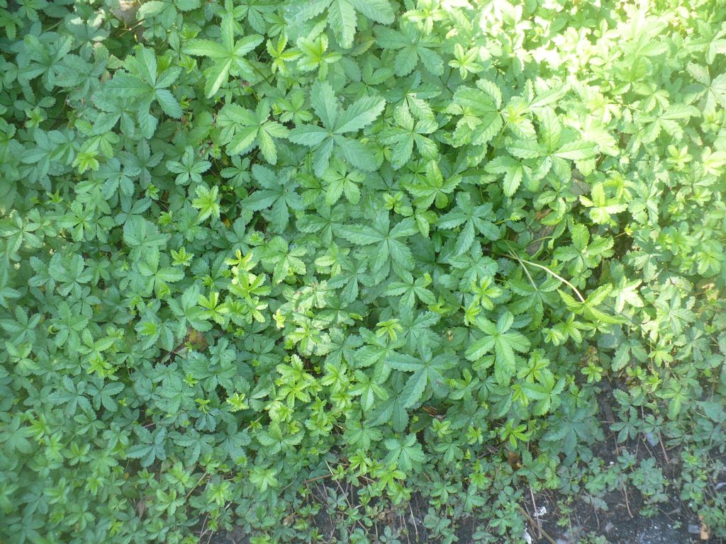 Potentilla reptans   (Rosaceae)