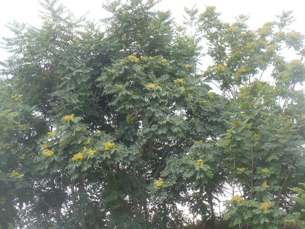 Ailanthus altissima (Sapindales Simaroubaceae)