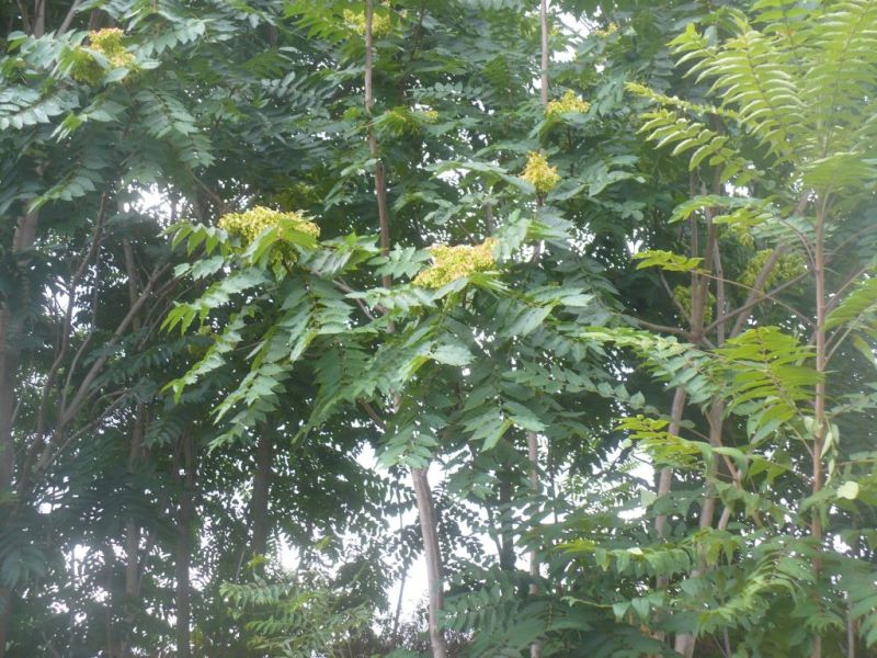 Ailanthus altissima (Sapindales Simaroubaceae)