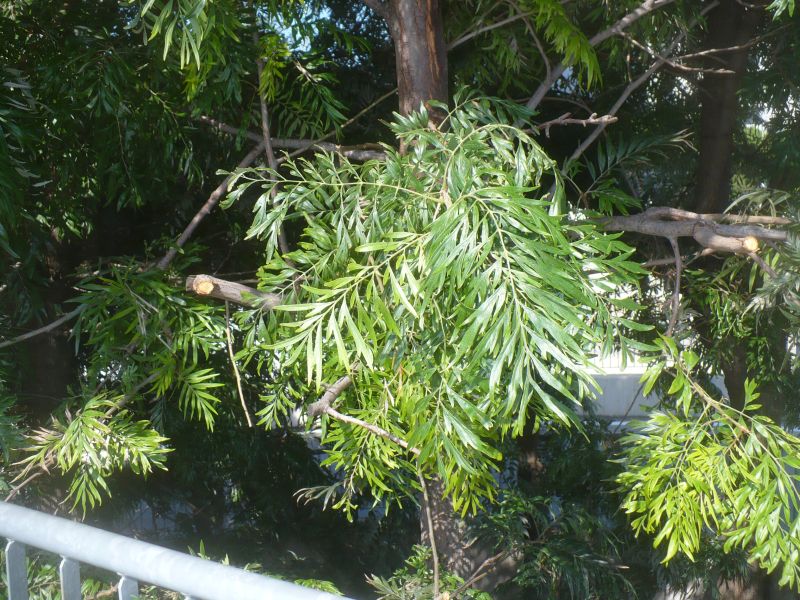 Grevillea robusta (Proteaceae)
