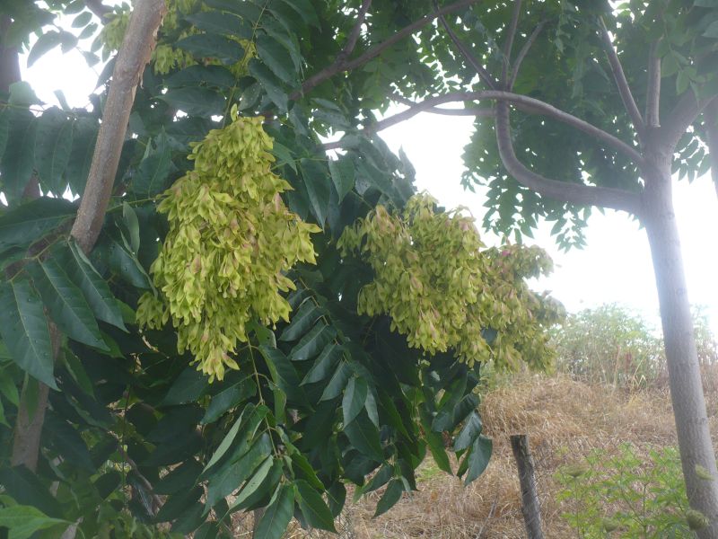 Ailanthus altissima (Sapindales Simaroubaceae)
