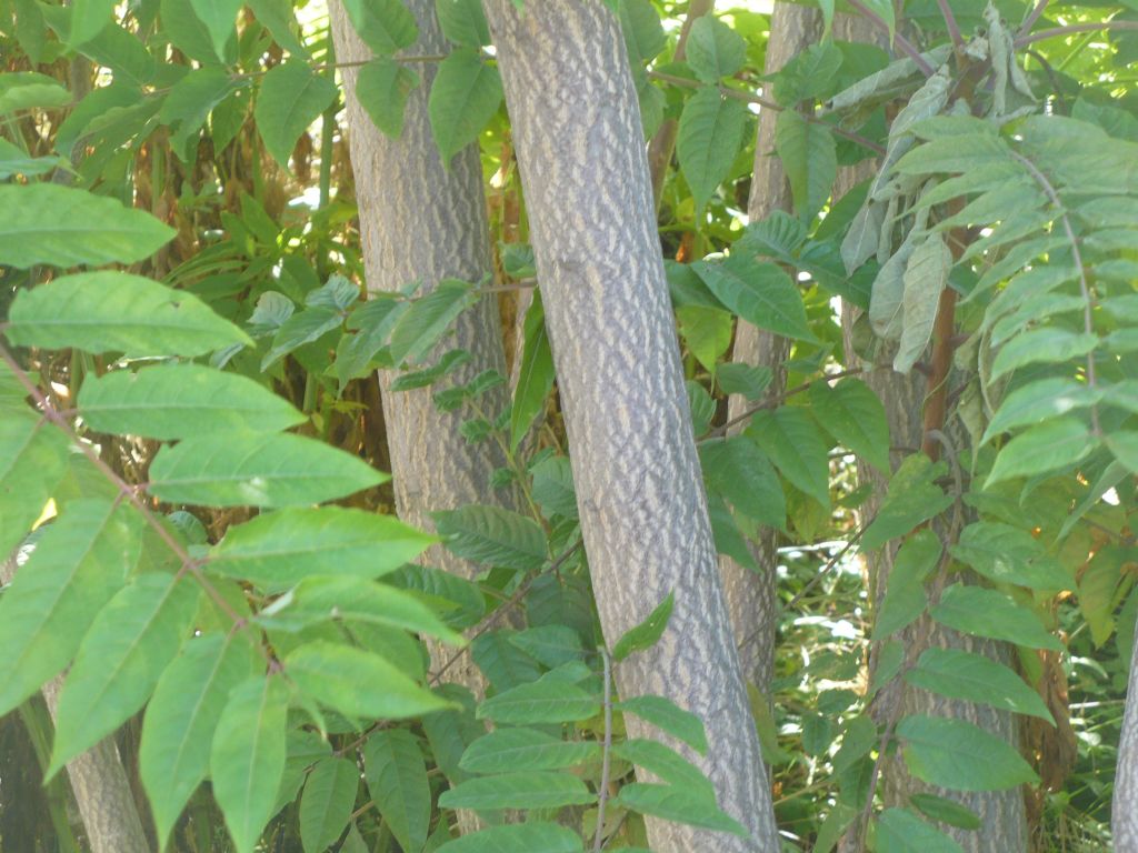 Ailanthus altissima (Sapindales Simaroubaceae)