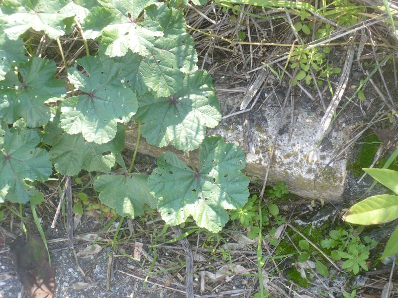 Malva sp.