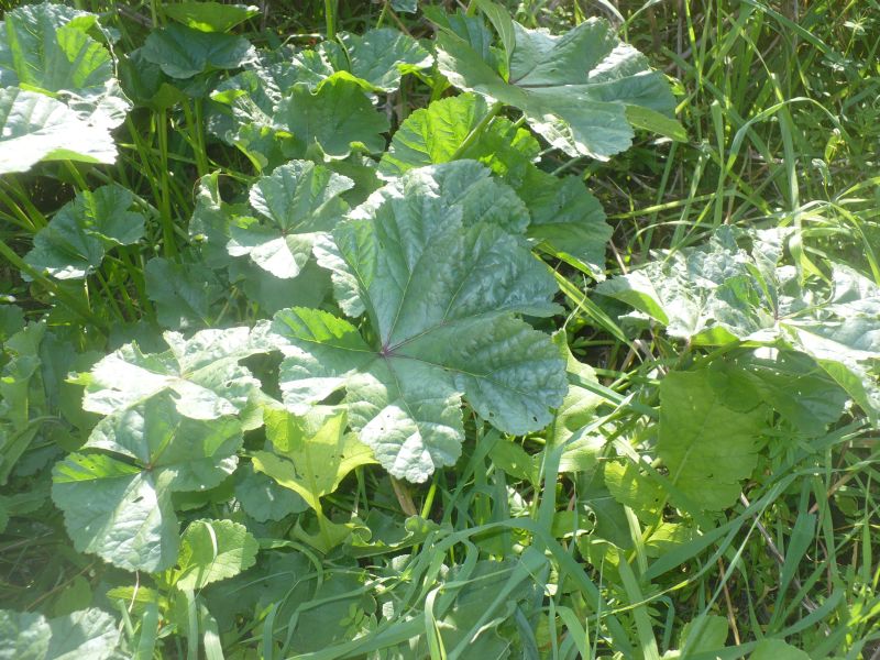 Malva sp.