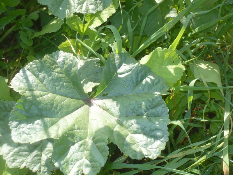 Malva sp.