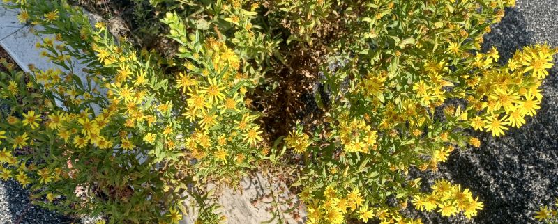 Senecione vulgaris? No, Dittrichia viscosa