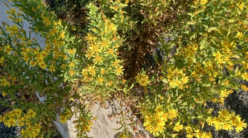 Senecione vulgaris? No, Dittrichia viscosa