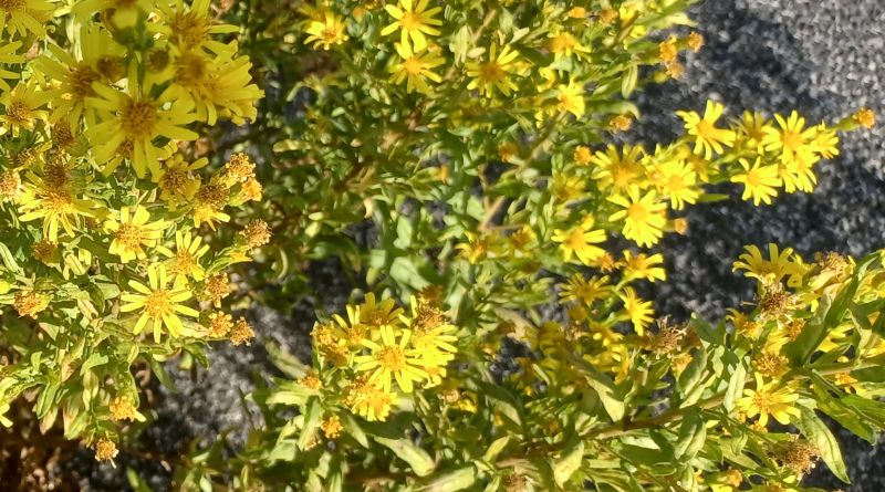 Senecione vulgaris? No, Dittrichia viscosa