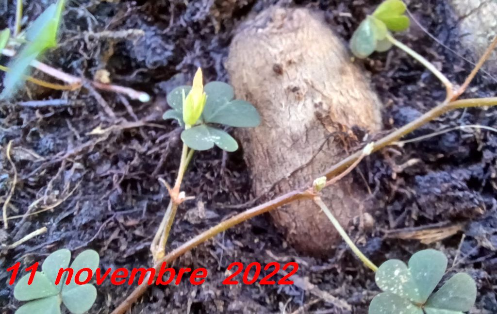 un intruso giallo nel vaso di Mandevilla Splendens Rossa con fiori a forma d''imbuto