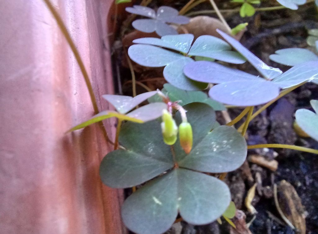 un intruso giallo nel vaso di Mandevilla Splendens Rossa con fiori a forma d''imbuto