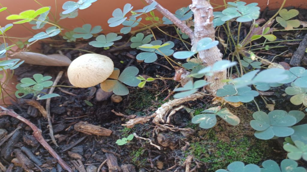 Intrusi da determinare- Grazie