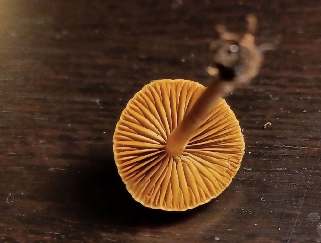 Intrusi da determinare- Grazie